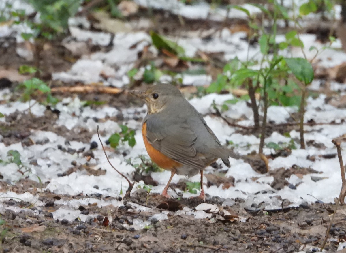 Gray-backed Thrush - ML645587598