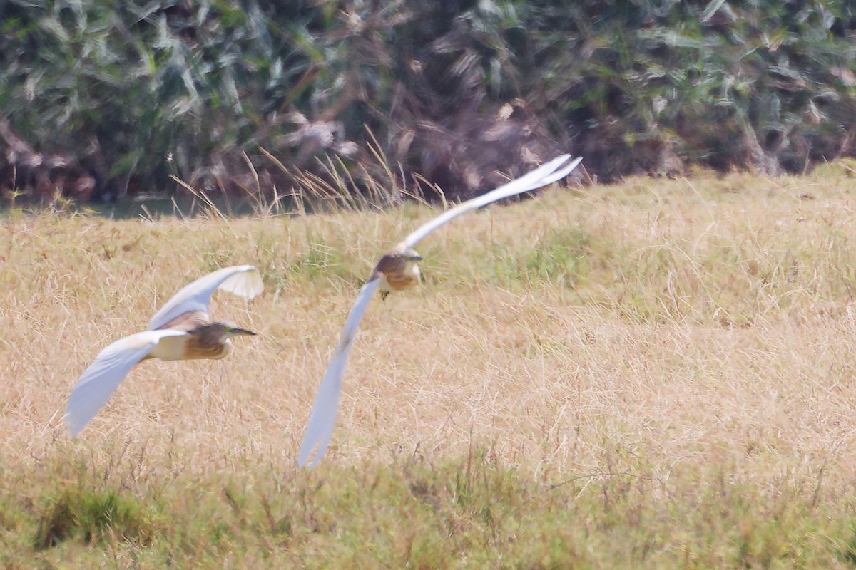 Indian Pond-Heron - ML645587599
