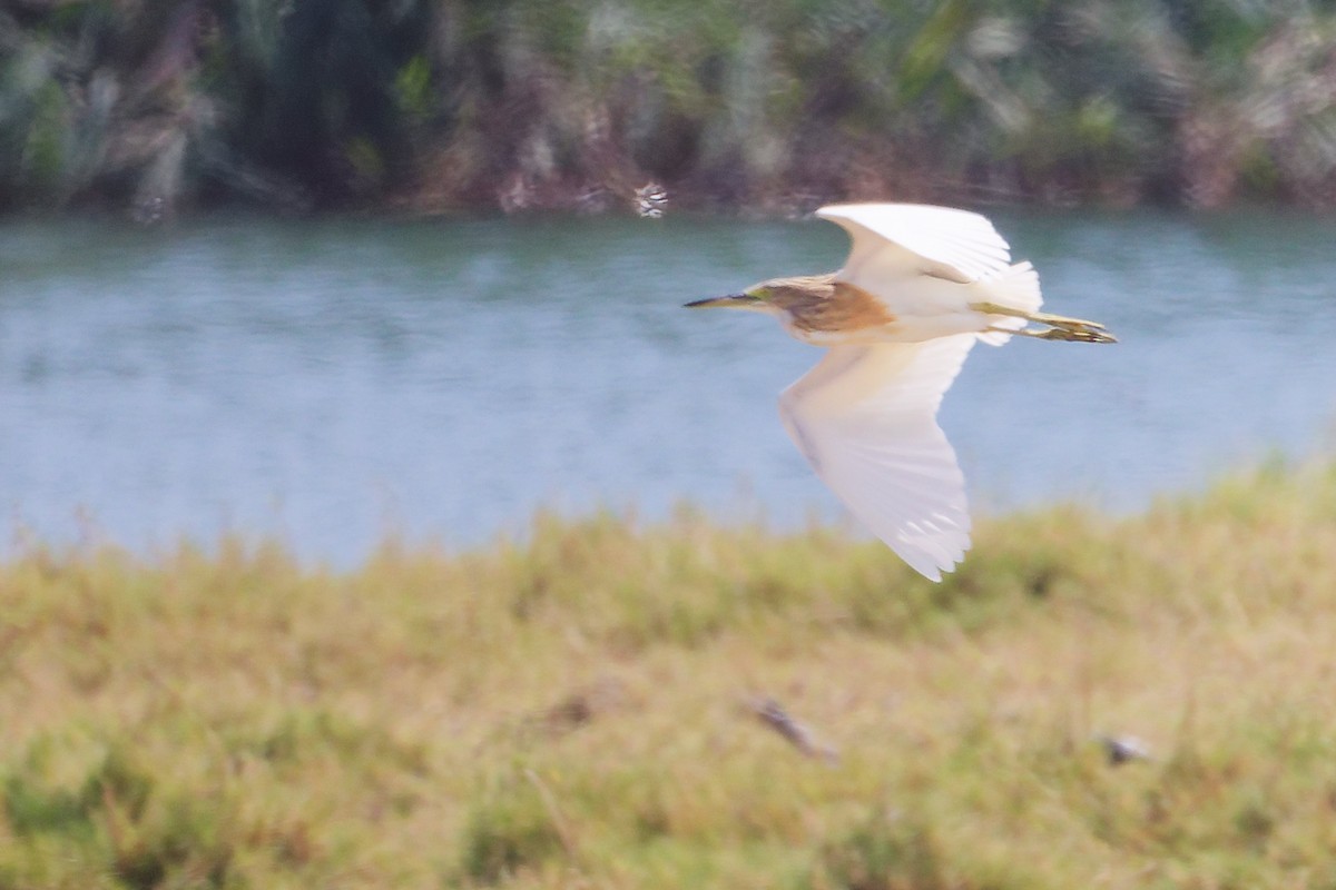 Indian Pond-Heron - ML645587600