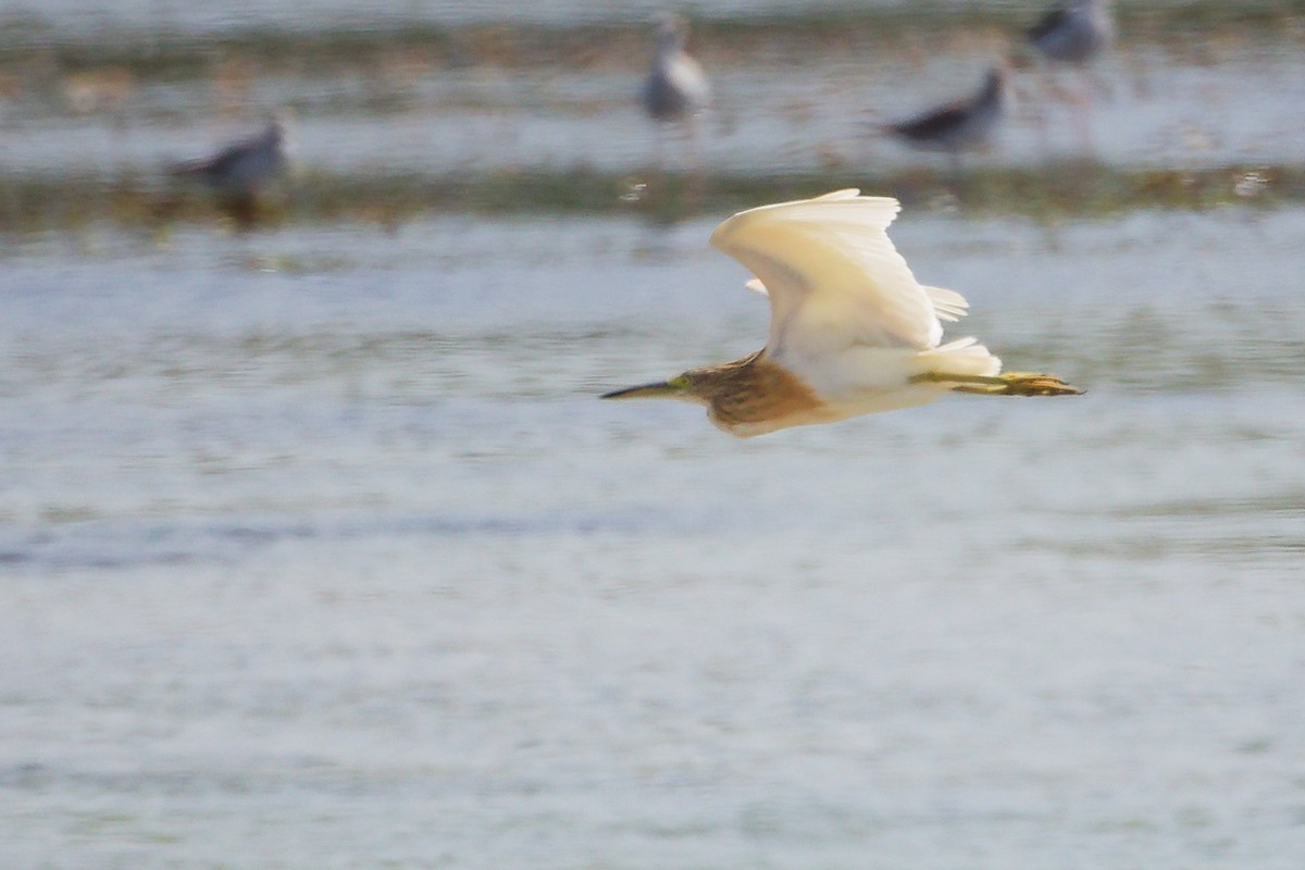 Indian Pond-Heron - ML645587601