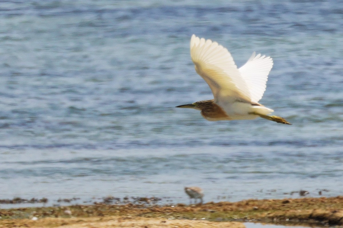 Indian Pond-Heron - ML645587602