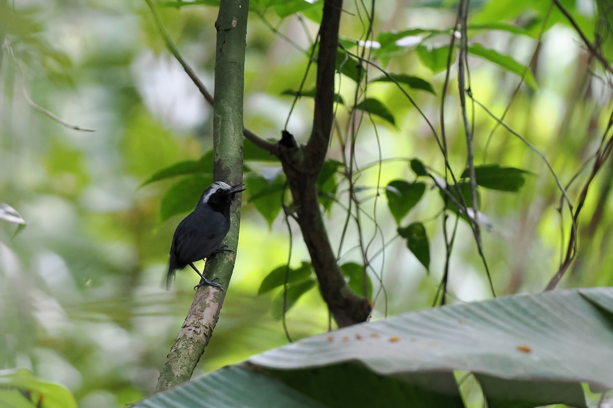 White-browed Antbird - ML645587605