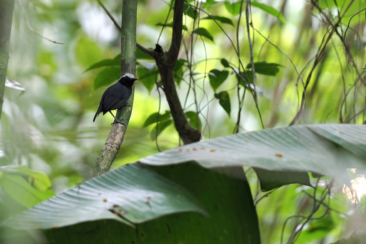 White-browed Antbird - ML645587607