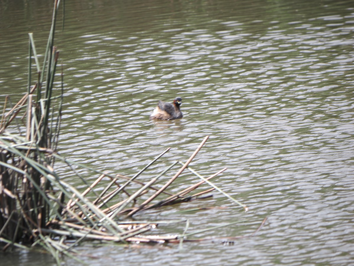 Australasian Grebe - ML645587608
