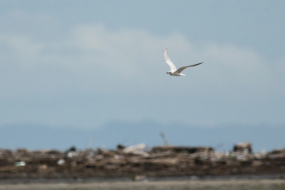Gull-billed Tern - ML645587610