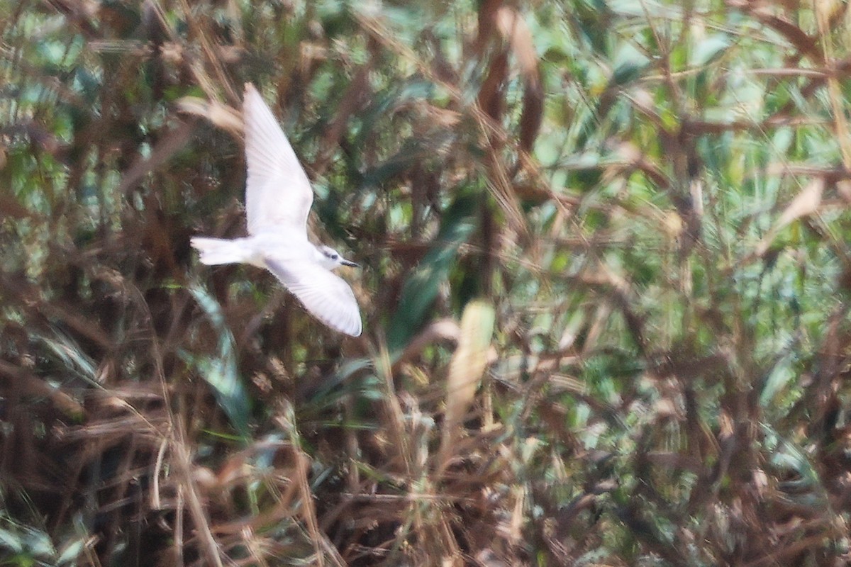 Whiskered Tern - ML645587613