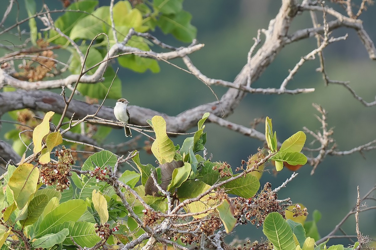 White-naped Xenopsaris - ML645587615