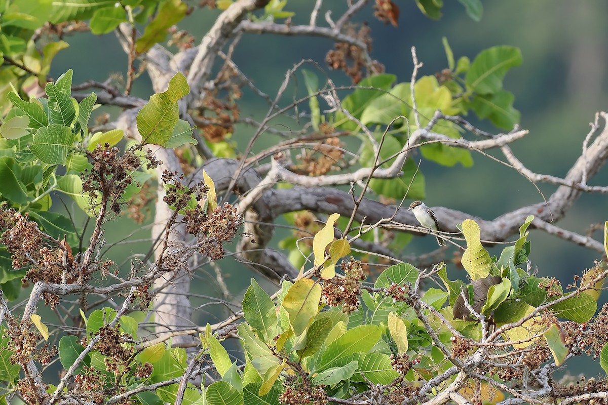 White-naped Xenopsaris - ML645587616