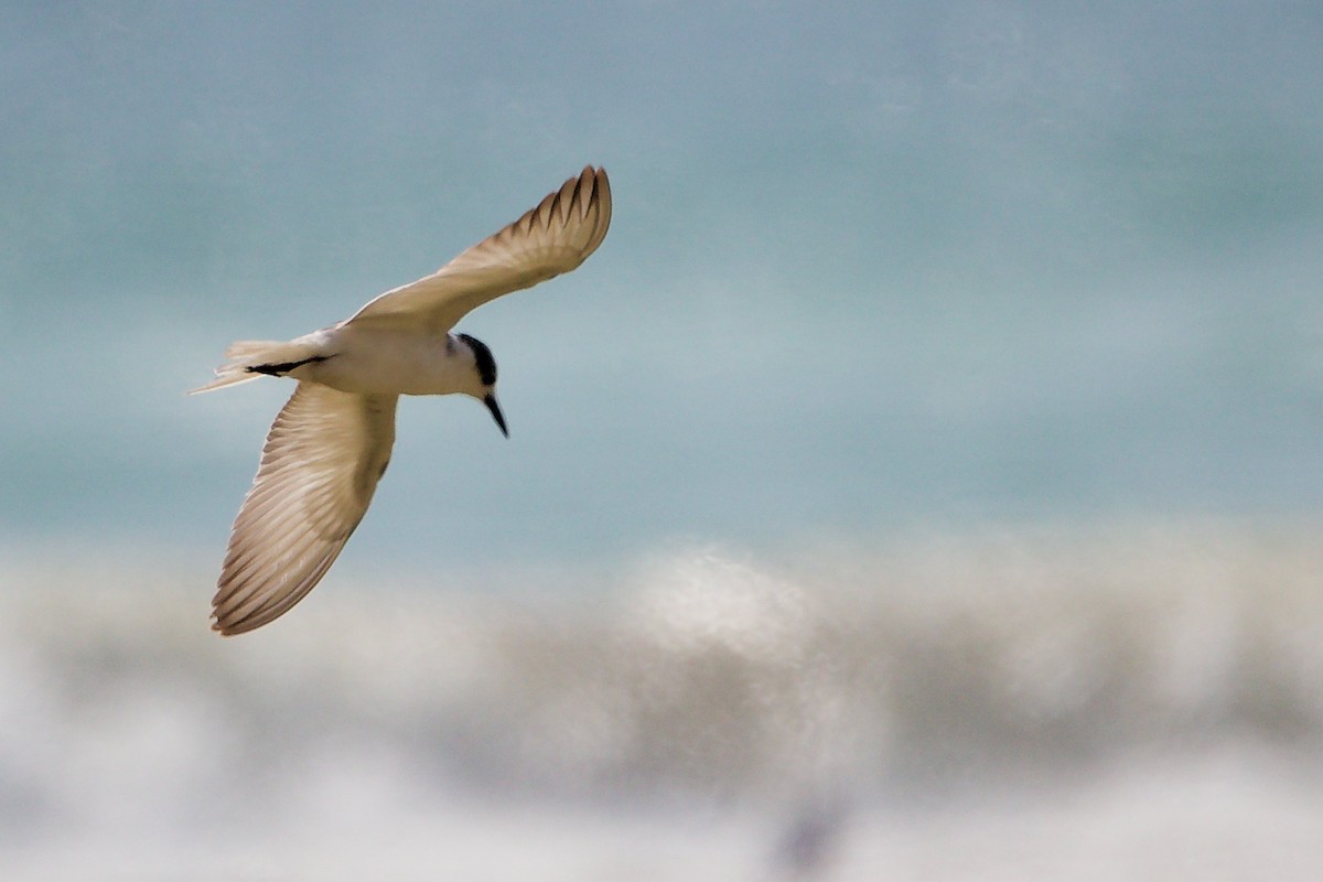 Whiskered Tern - ML645587619