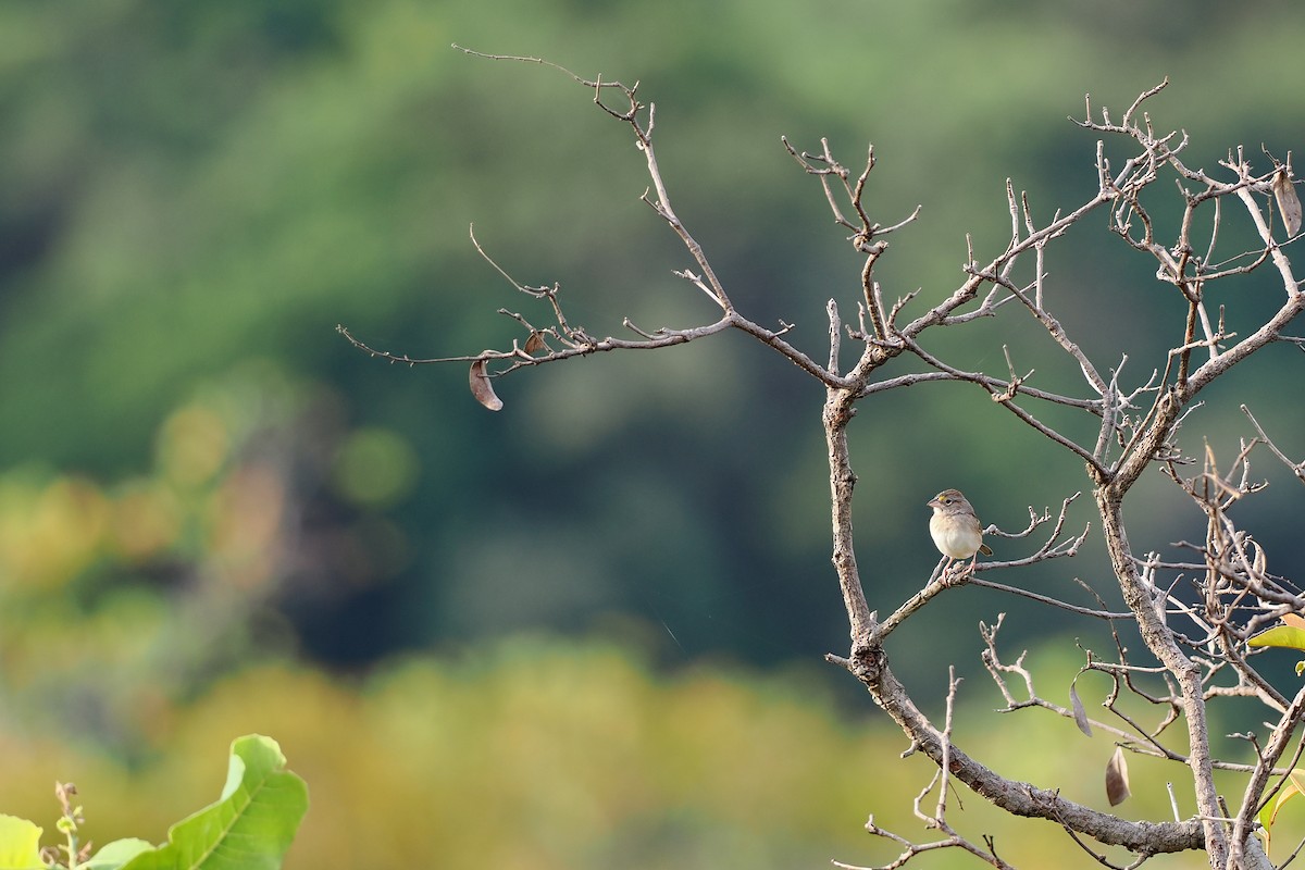 Grassland Sparrow - ML645587620