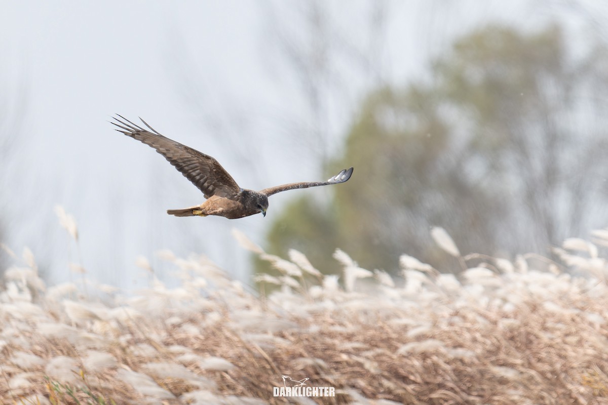 Eastern Marsh Harrier - ML645587621