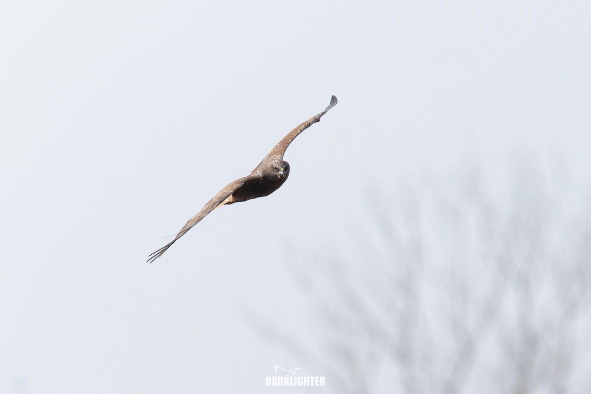Eastern Marsh Harrier - ML645587622