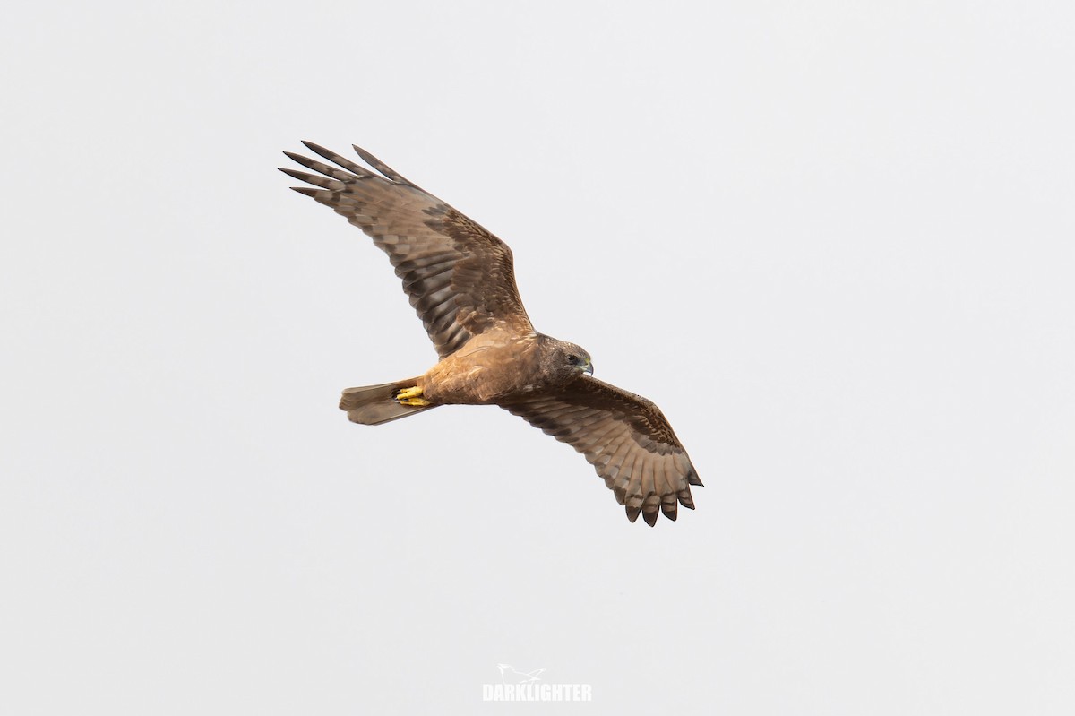 Eastern Marsh Harrier - ML645587623