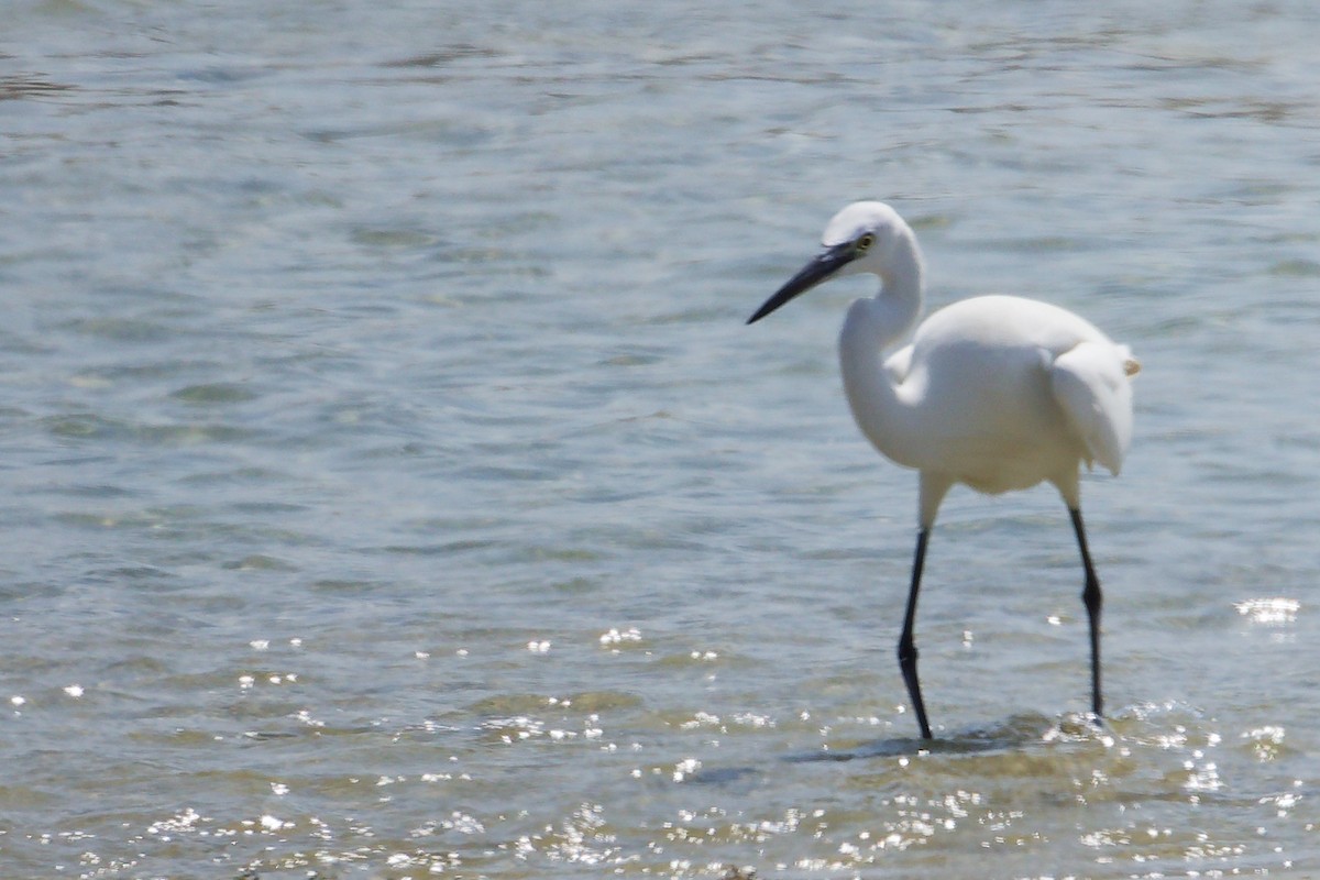 Western Reef-Heron - ML645587624