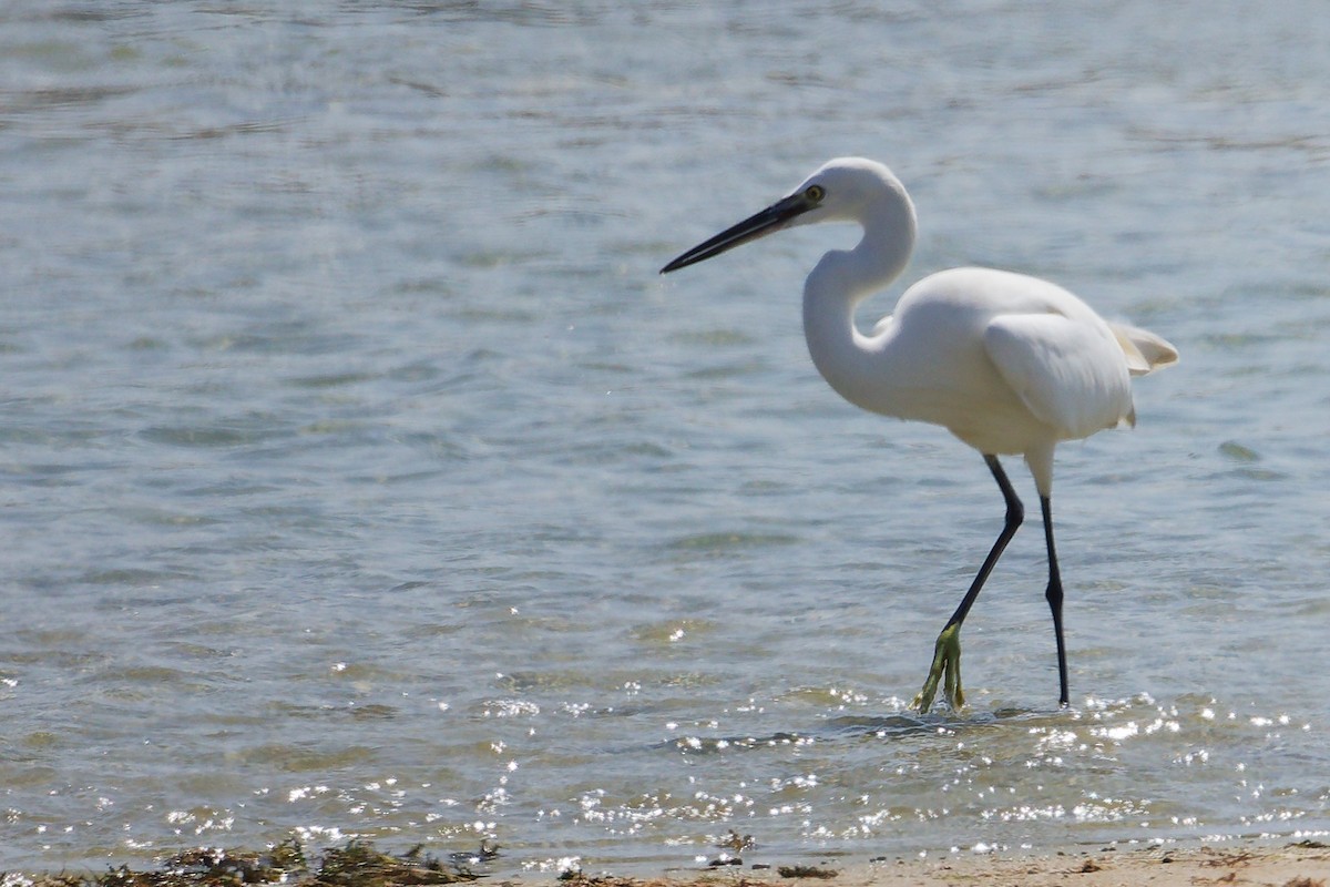 Western Reef-Heron - ML645587625