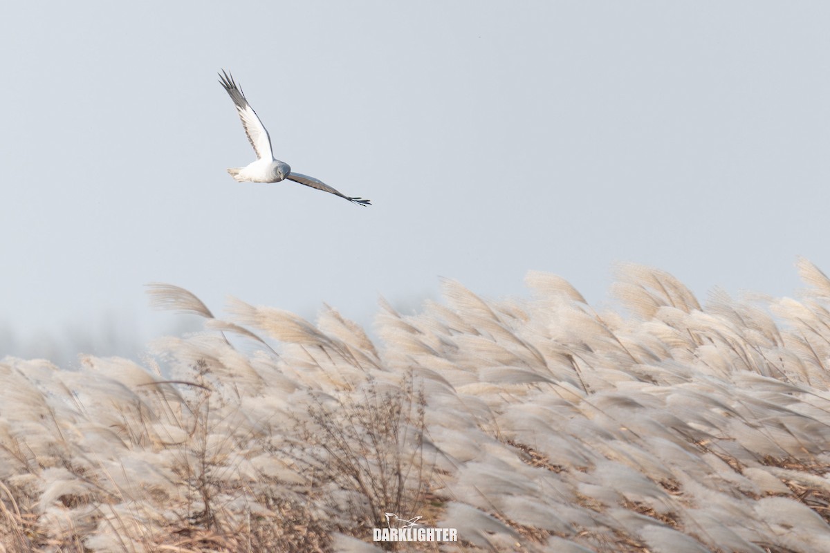 Hen Harrier - ML645587626