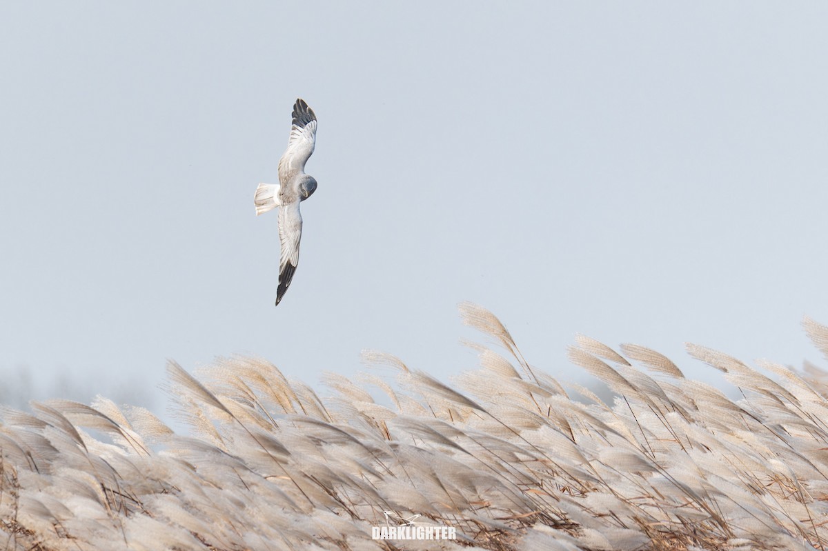 Hen Harrier - ML645587627