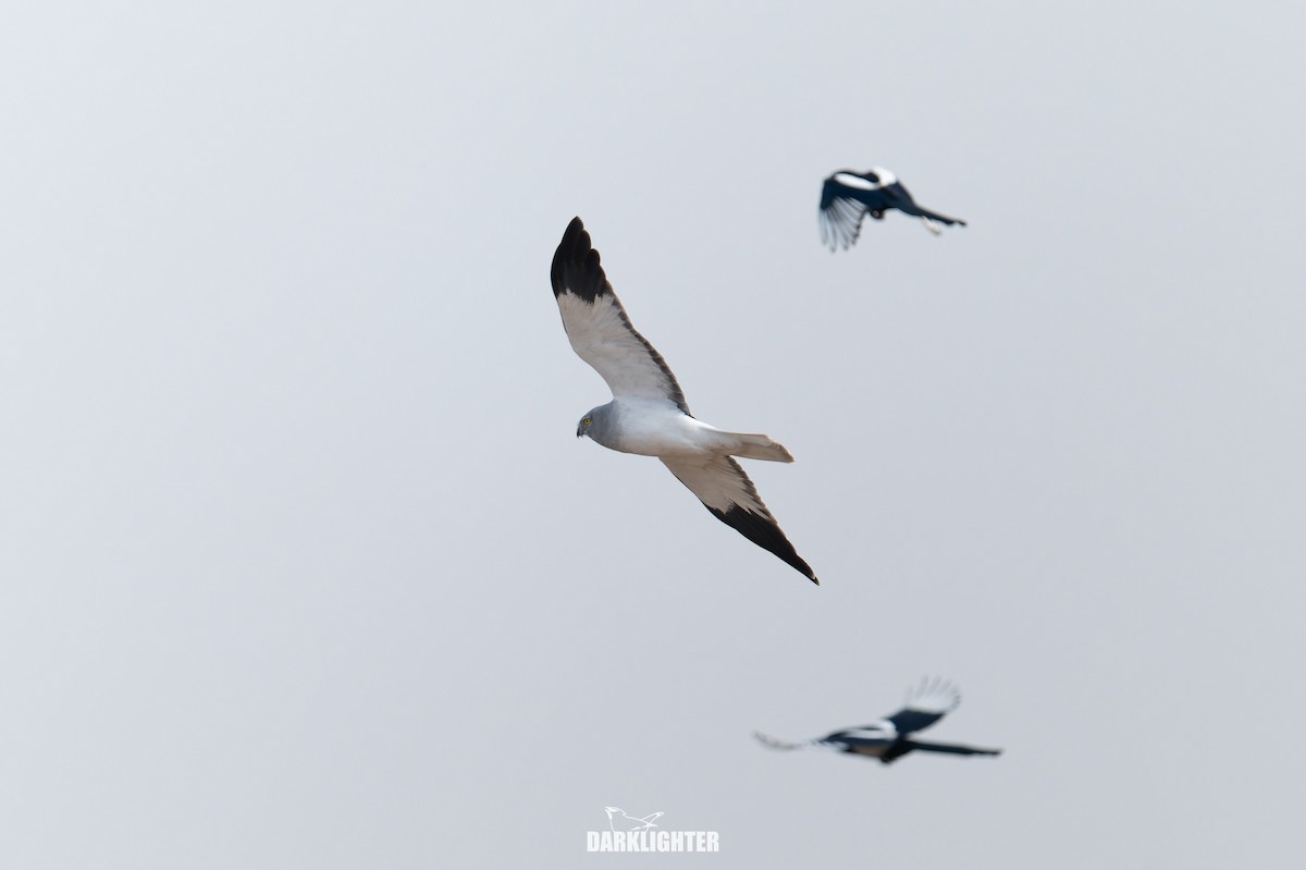 Hen Harrier - ML645587628