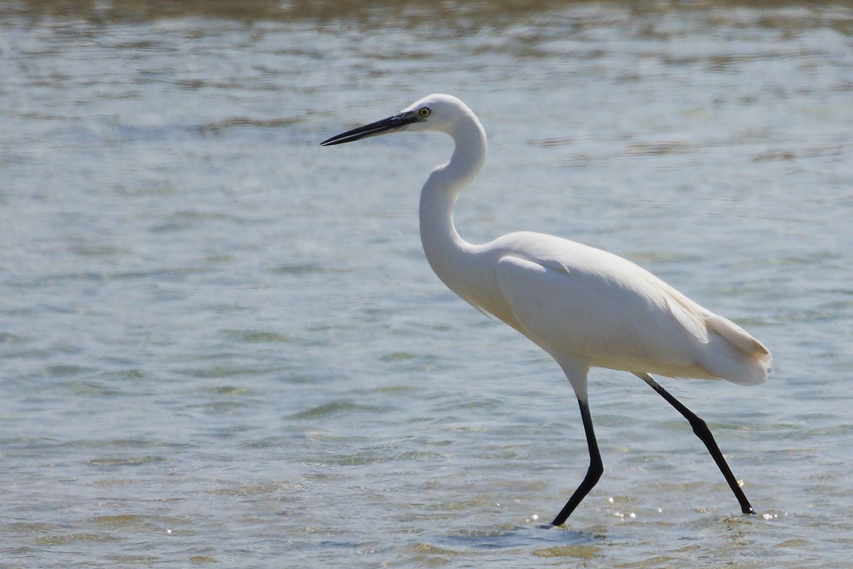 Western Reef-Heron - ML645587630
