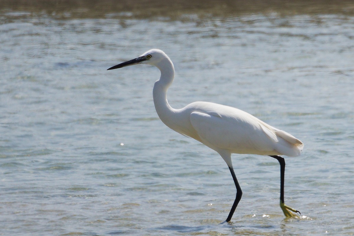Western Reef-Heron - ML645587631