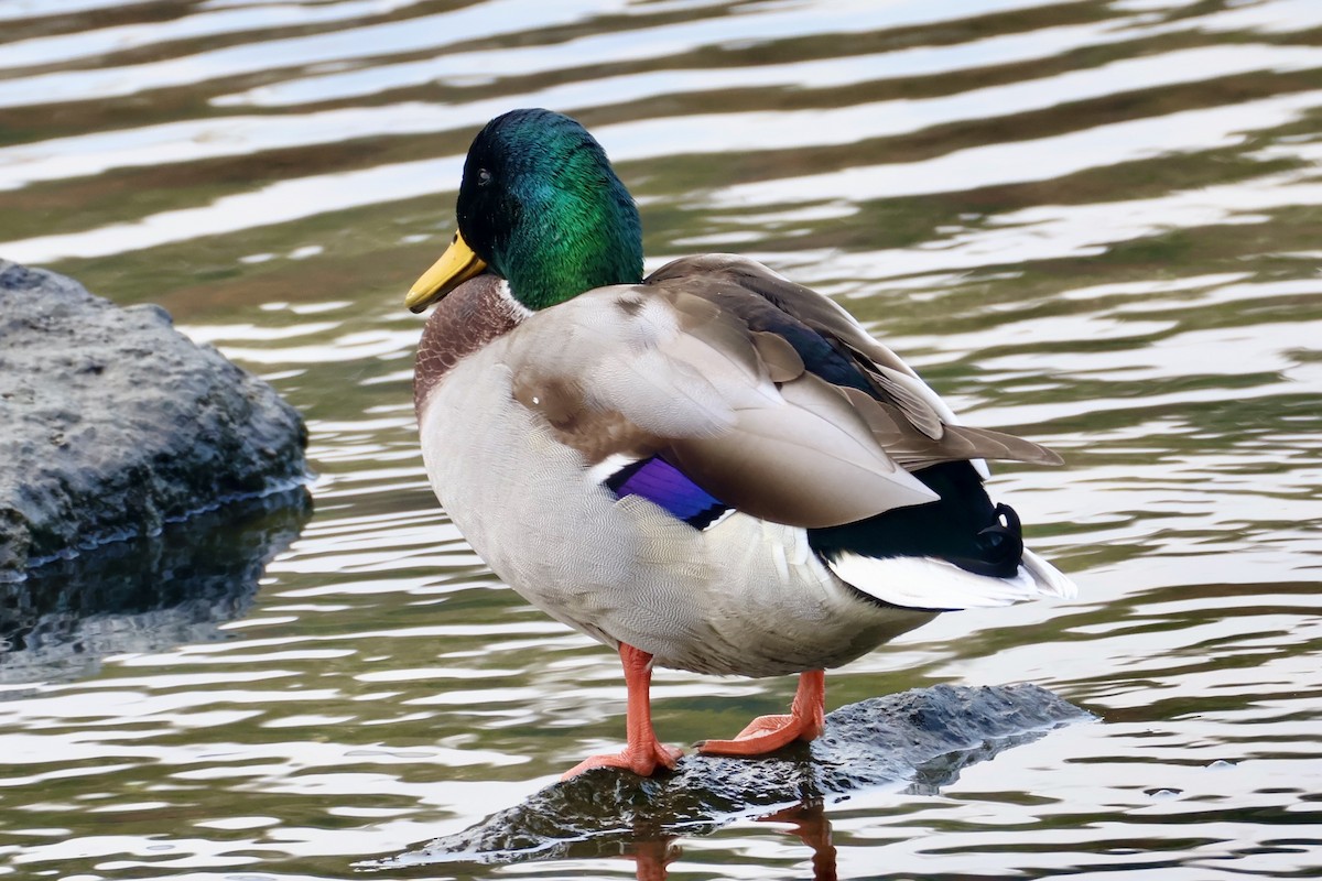 Mallard - ML645587632