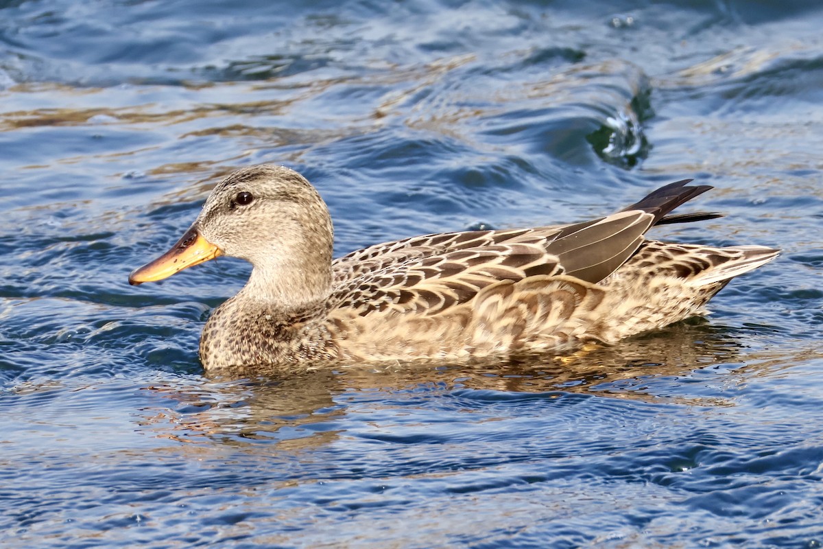 Mallard - ML645587633