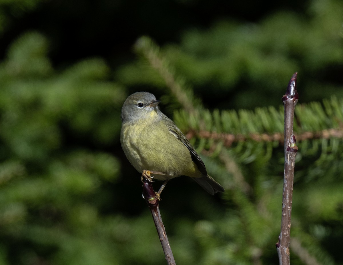 Orange-crowned Warbler - ML645587634