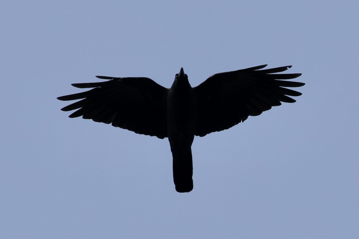 Large-billed Crow - ML645587635