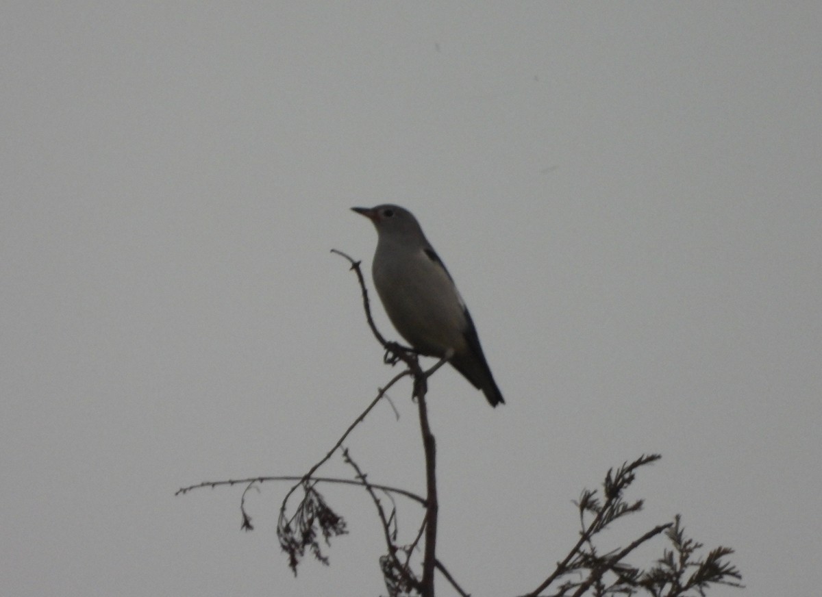 Daurian Starling - ML645587638