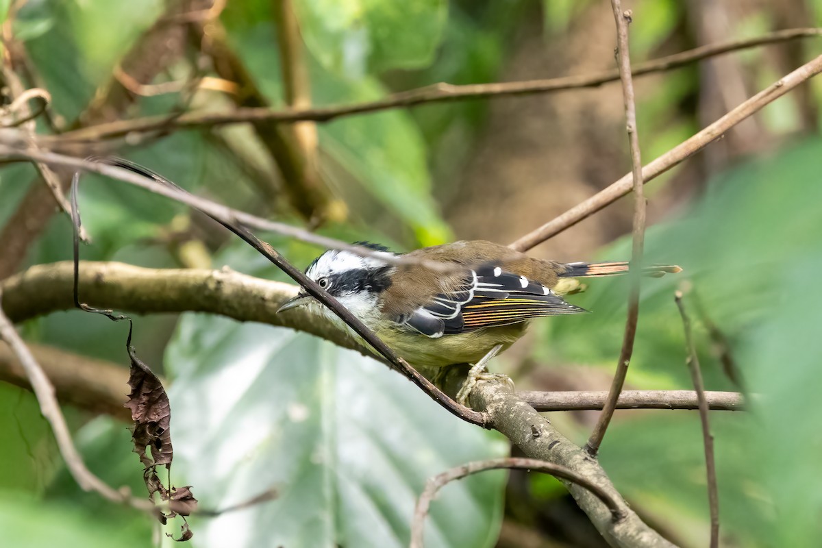 Red-tailed Minla - ML645587647