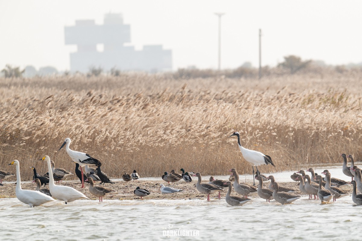 Red-crowned Crane - ML645587652