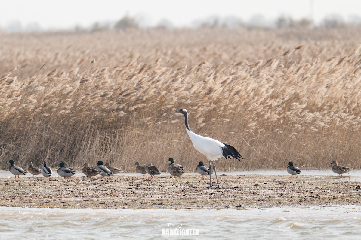 Red-crowned Crane - ML645587653