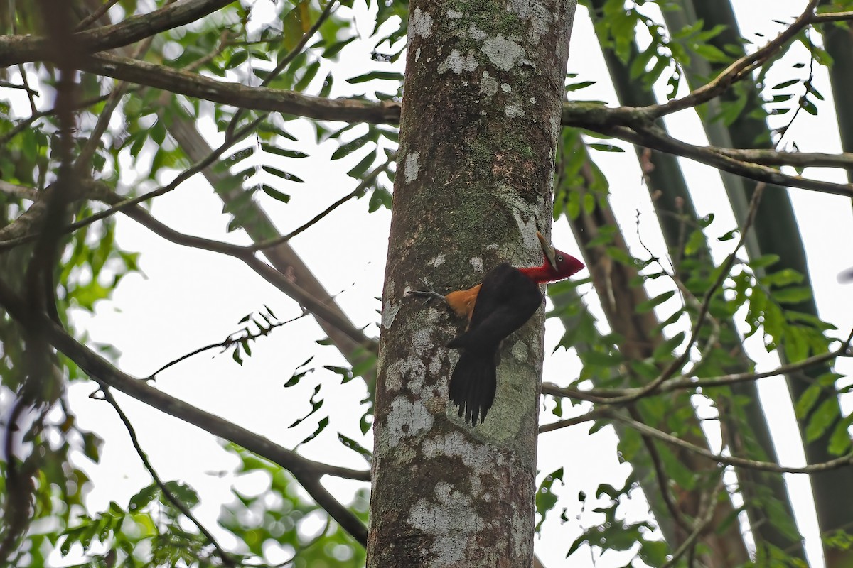 Red-necked Woodpecker - ML645587654