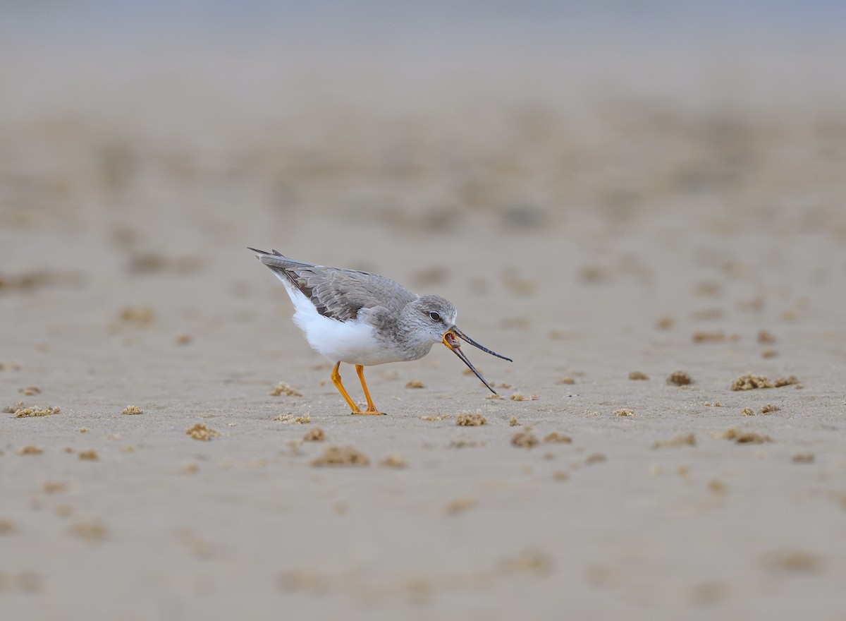 ביצנית אפורה - ML645587655