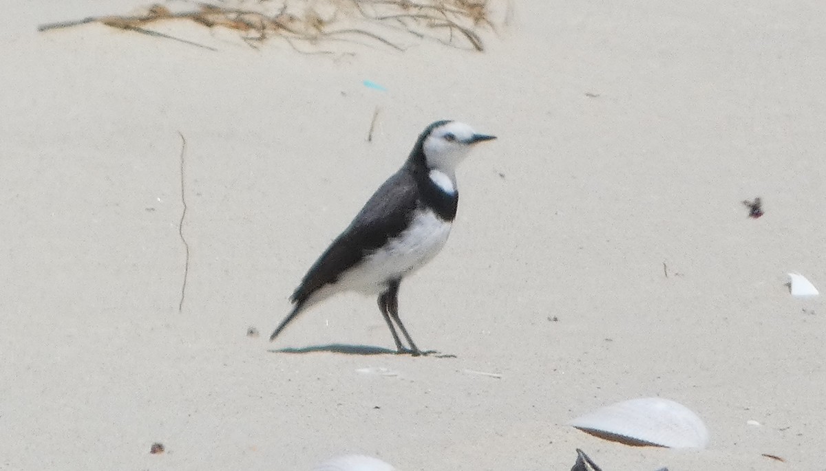 White-fronted Chat - ML645587667