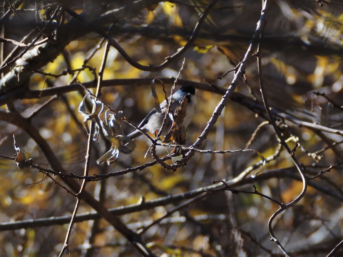 granmeis - ML645587669