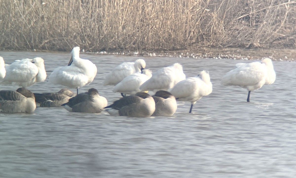 黑面琵鷺 - ML645587672