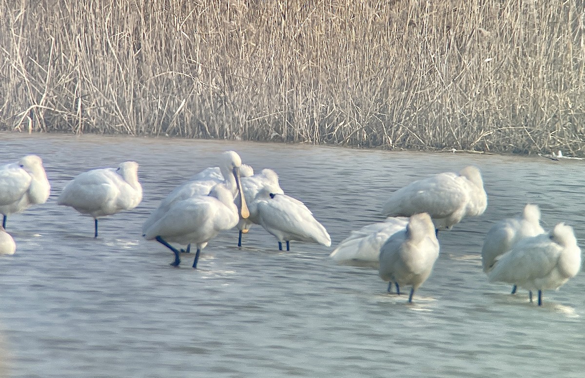 黑面琵鷺 - ML645587673