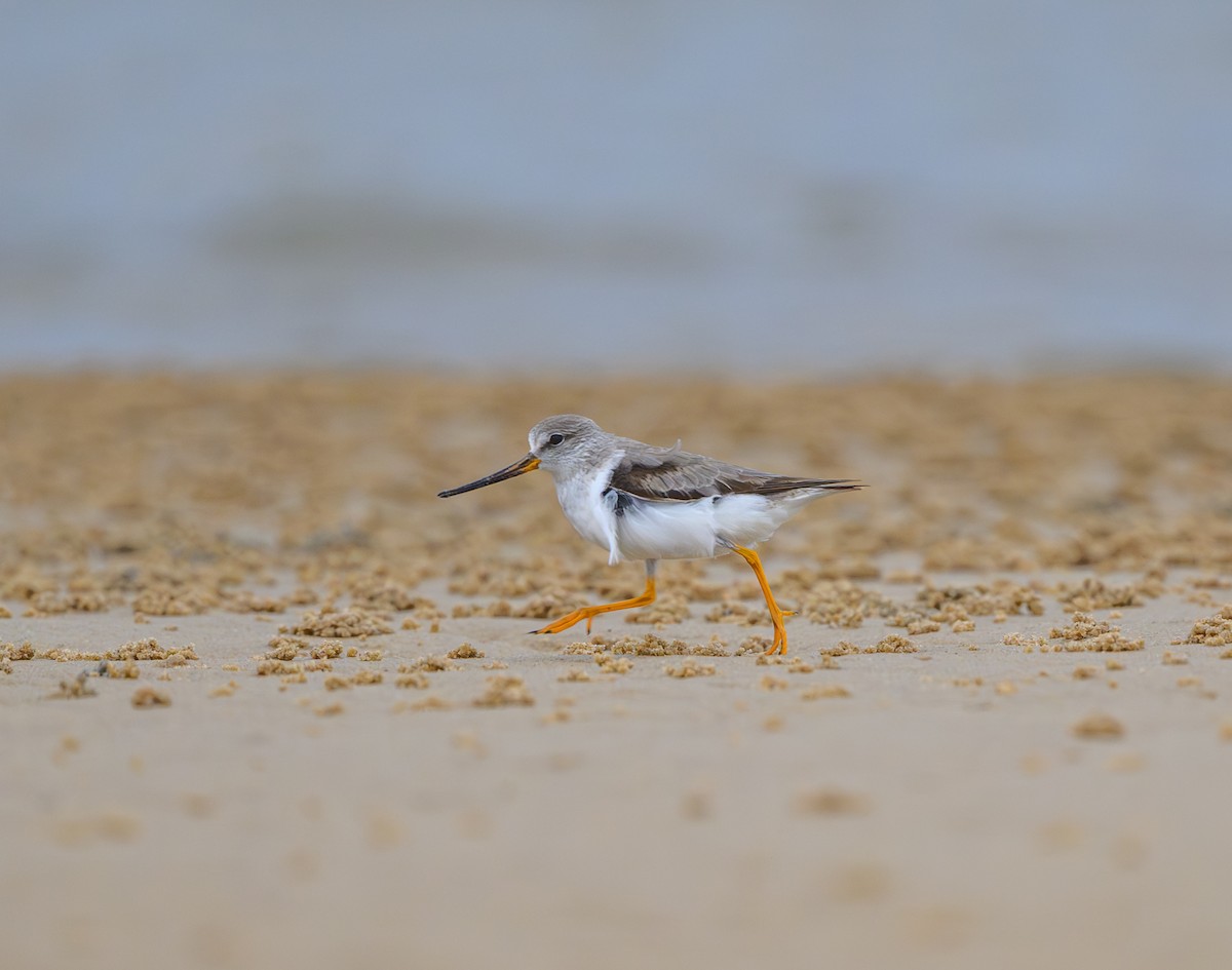 ביצנית אפורה - ML645587676