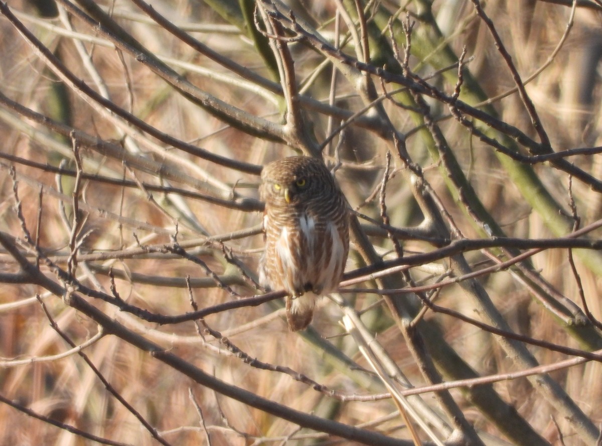 Asian Barred Owlet - ML645587683