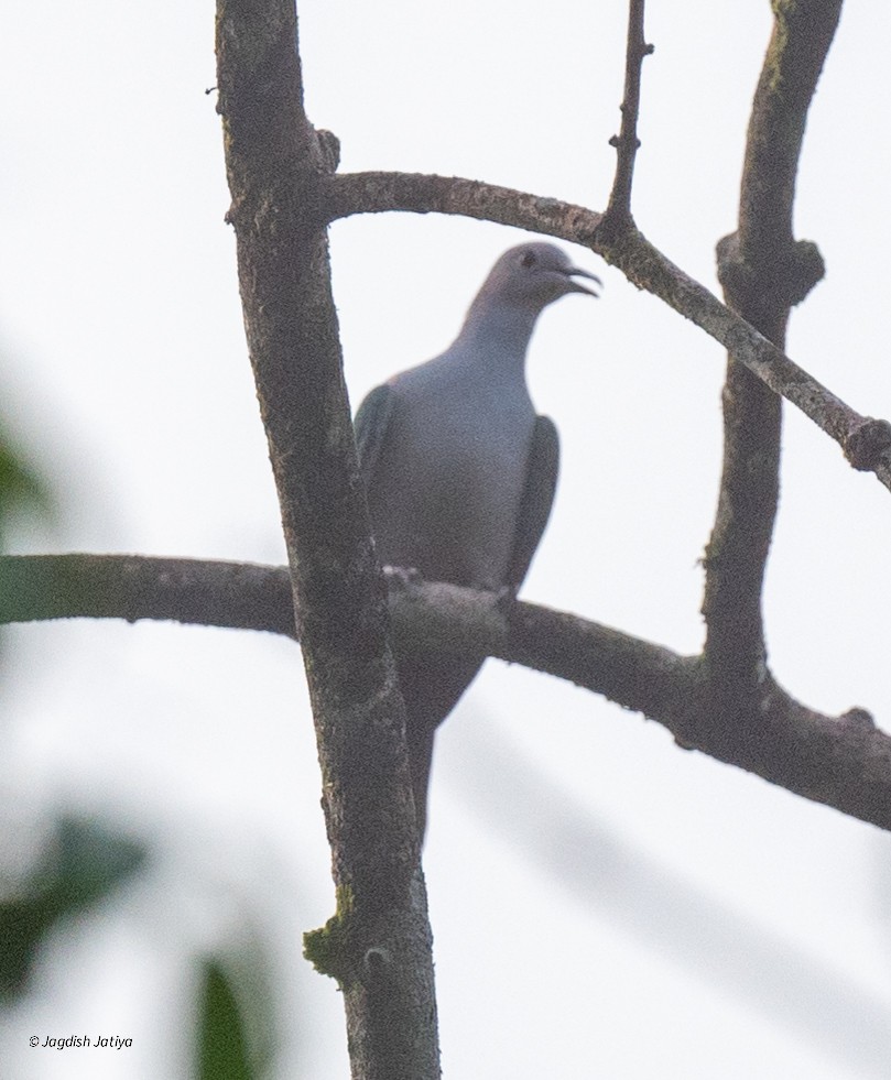 Green Imperial-Pigeon - ML645587685