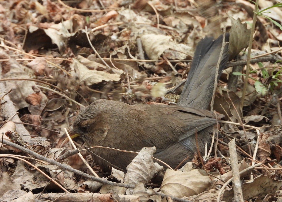 Pere David's Laughingthrush - ML645587707