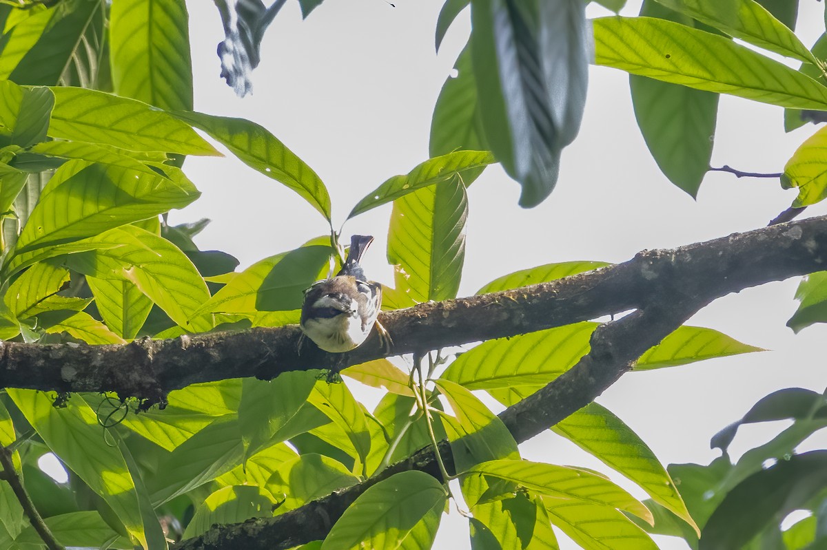 Red-tailed Minla - ML645587709