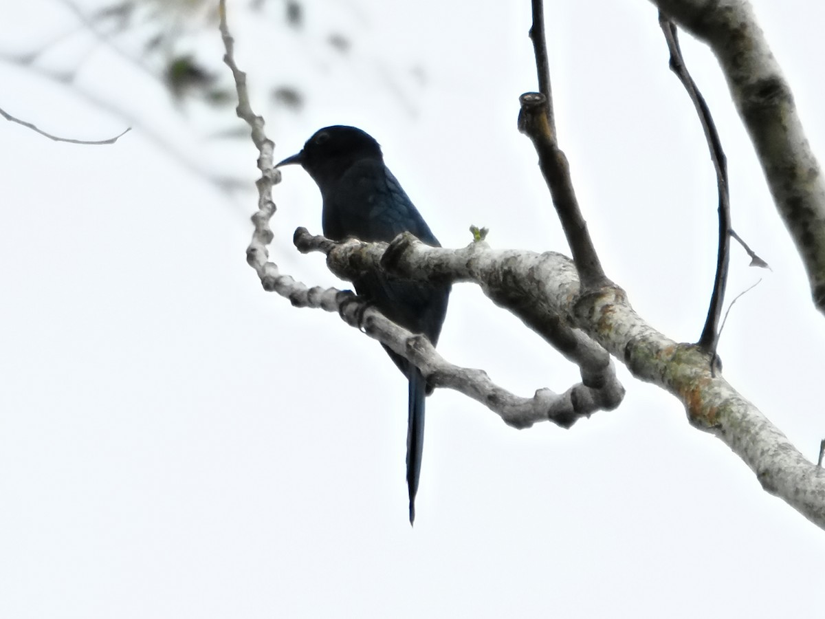 Square-tailed Drongo-Cuckoo - ML645587716