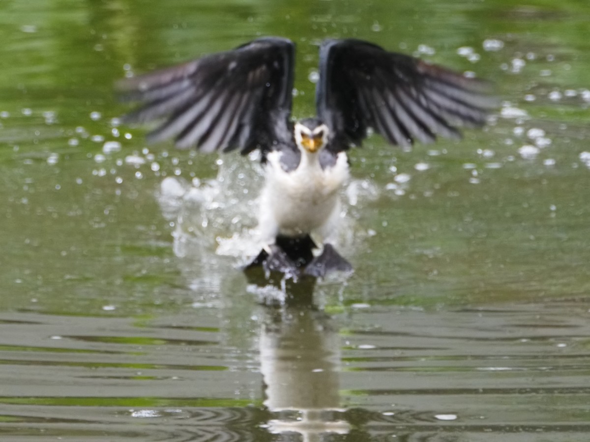 Little Pied Cormorant - ML645587718
