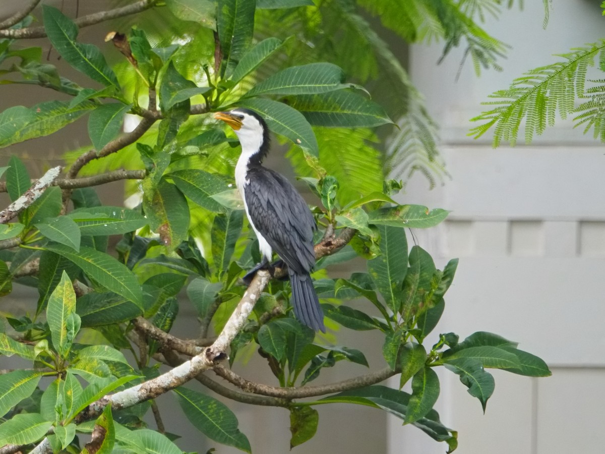 Little Pied Cormorant - ML645587719