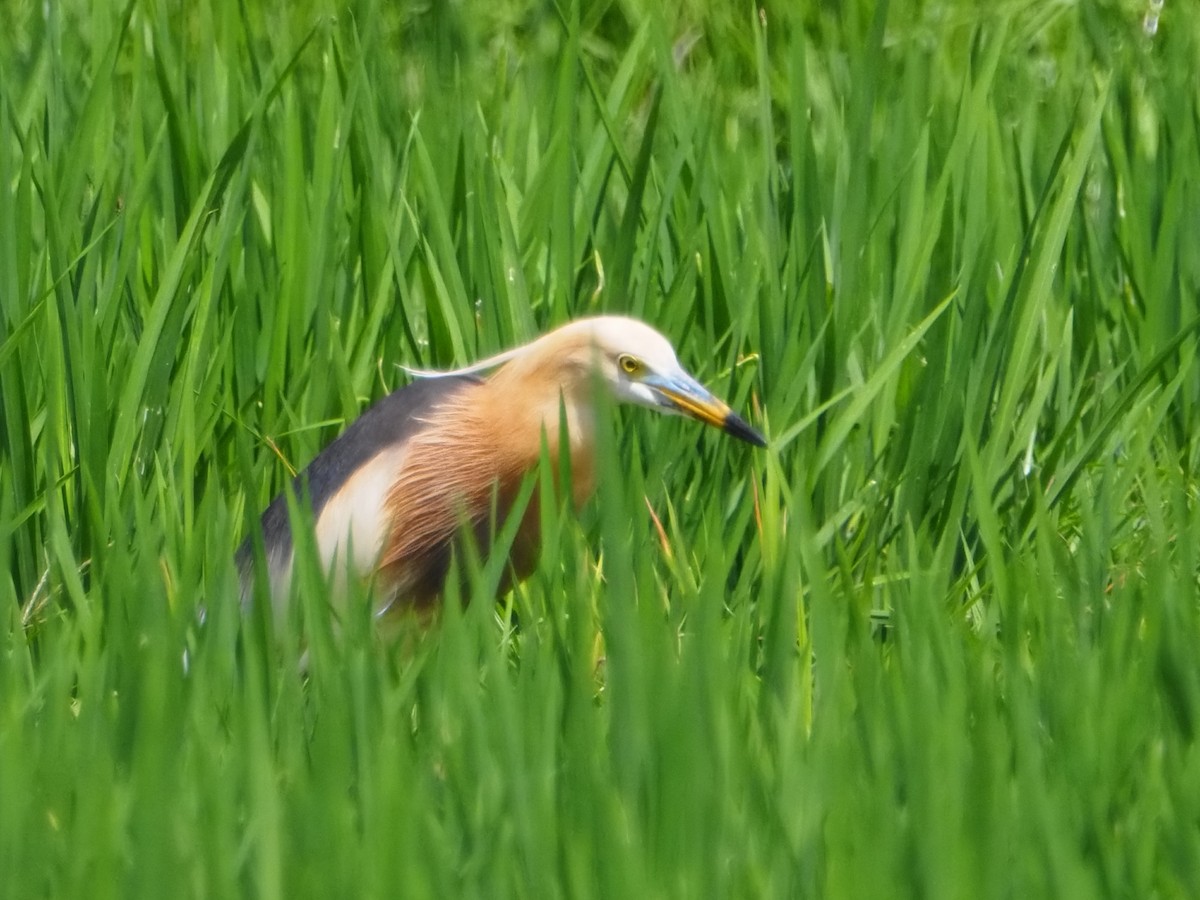 Javan Pond-Heron - ML645587721