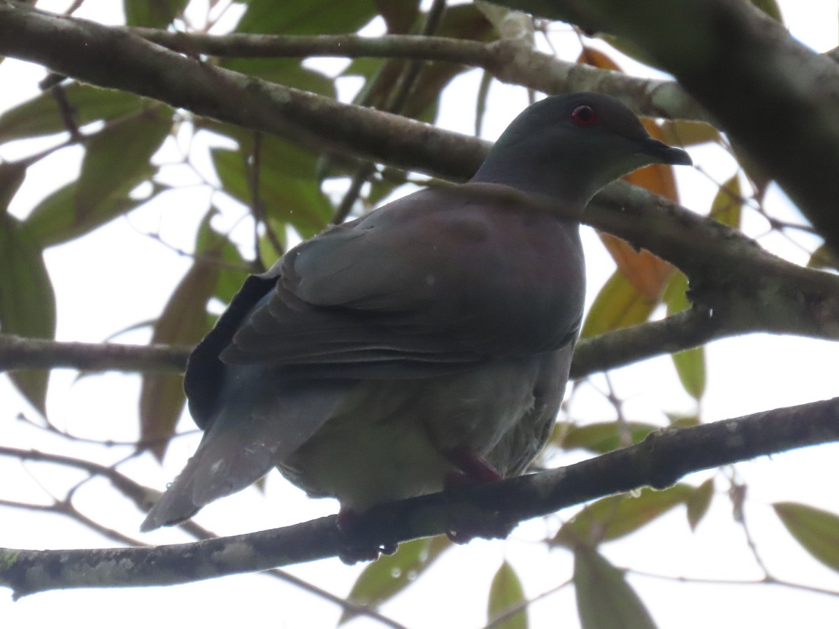 Pale-vented Pigeon - ML645587722