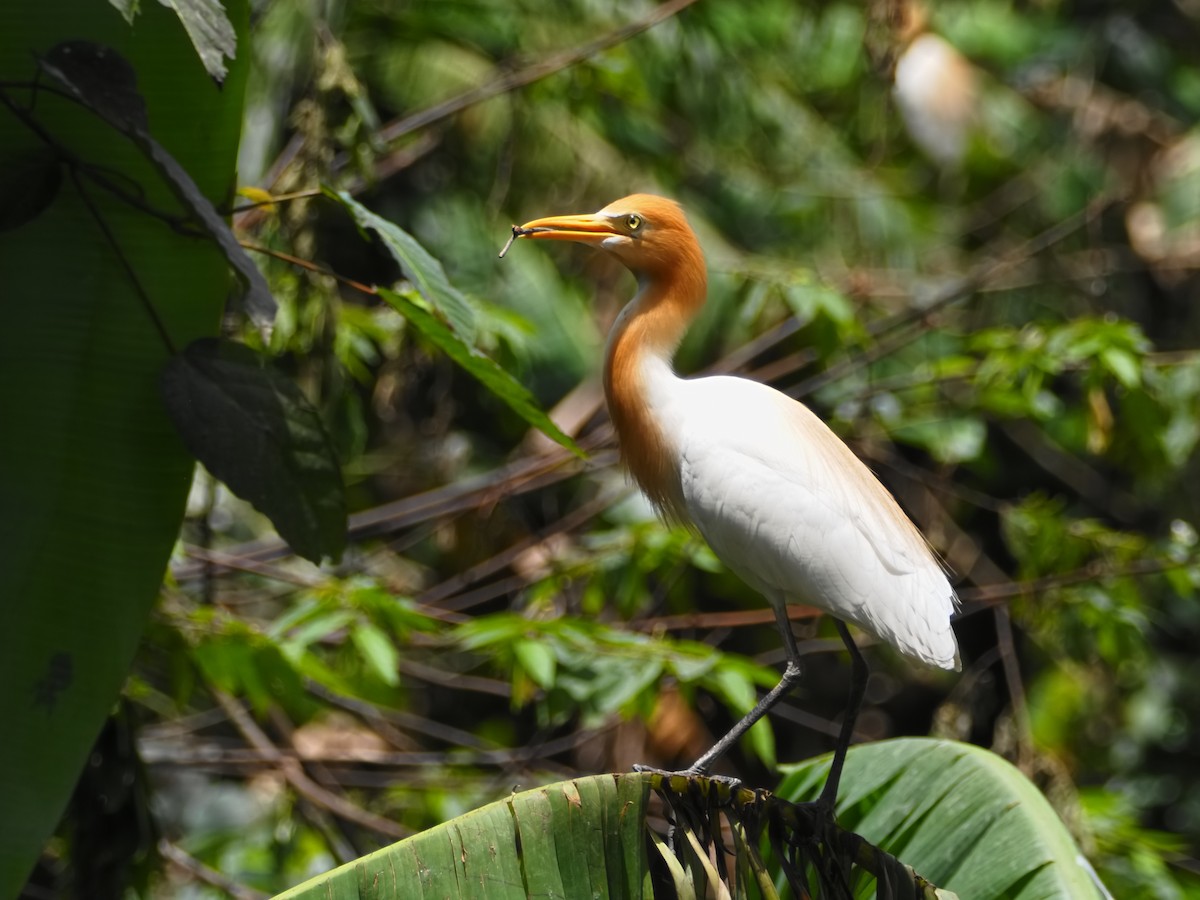Eastern Cattle-Egret - ML645587723