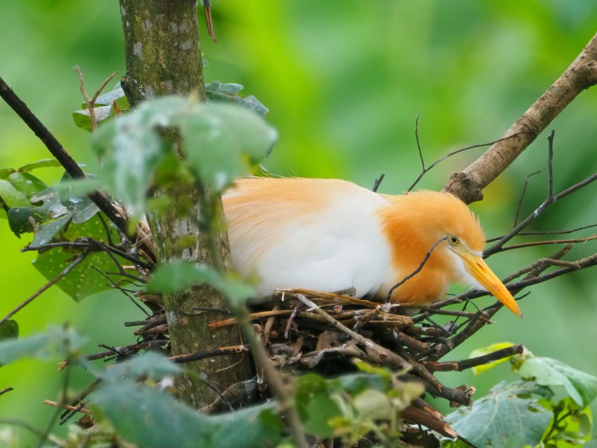 Eastern Cattle-Egret - ML645587724